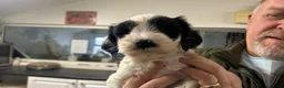 Tibetan Terrier dogs for sale: Araki Tibetan Terriers Puppies Available - Advert 2