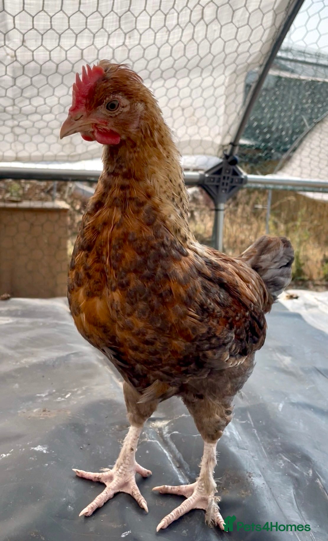 Chickens poultry Young chickens looking for a lovely home  - Advert 2