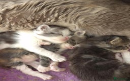 Ragcoon cats for sale: Stunning ragcoons - Image 7