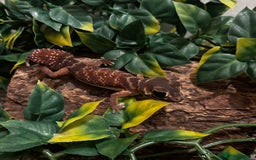 Gecko reptiles for sale: Variety Of Leopard Geckos And Sub-Species For Sale in Fleet - Image 3
