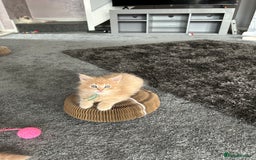 Maine Coon cats for sale: 1 boy is now available and 2 cream girls   - Image 21
