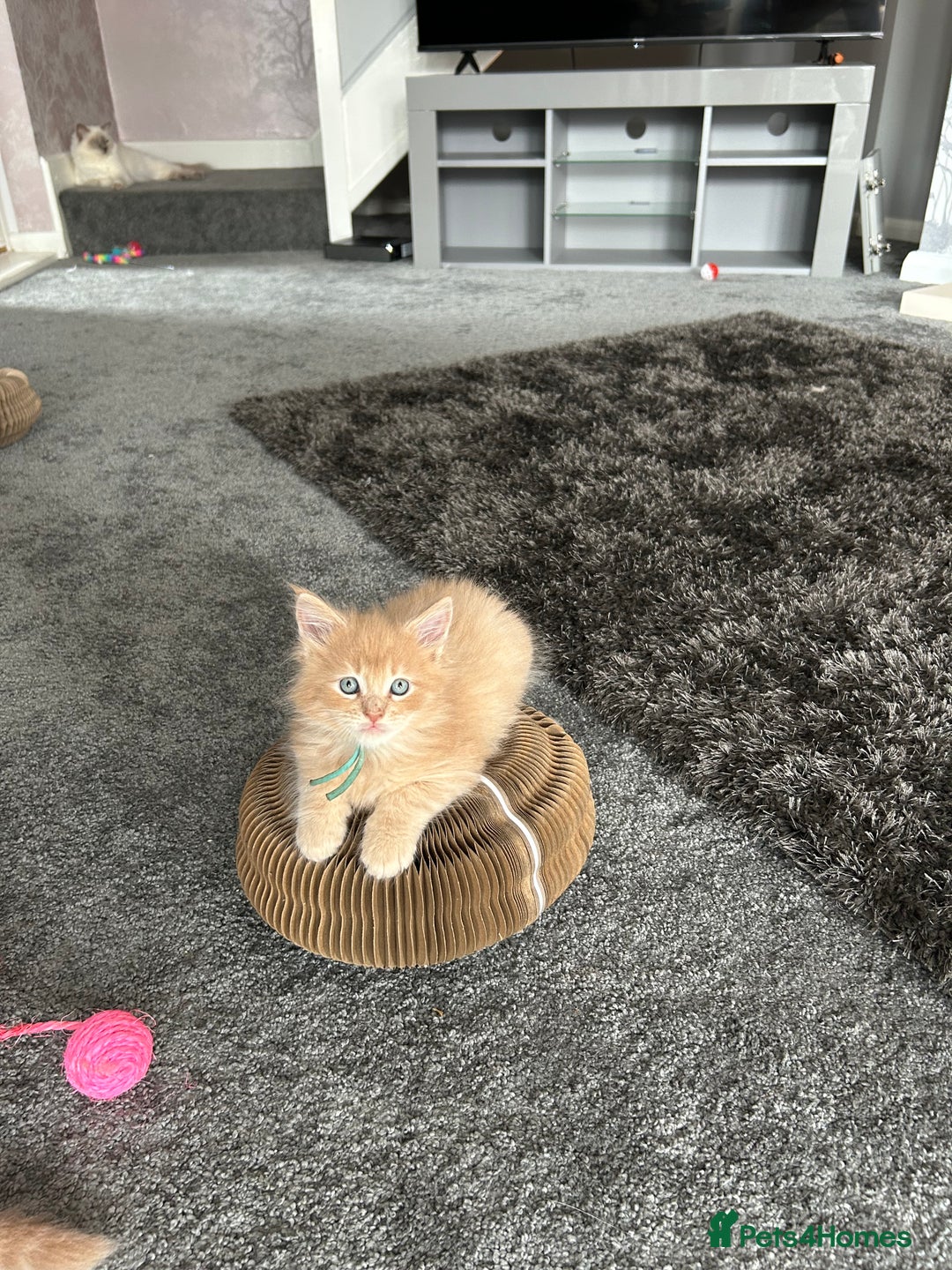Maine Coon cats for sale: 1 boy is now available and 2 cream girls   - Image 21