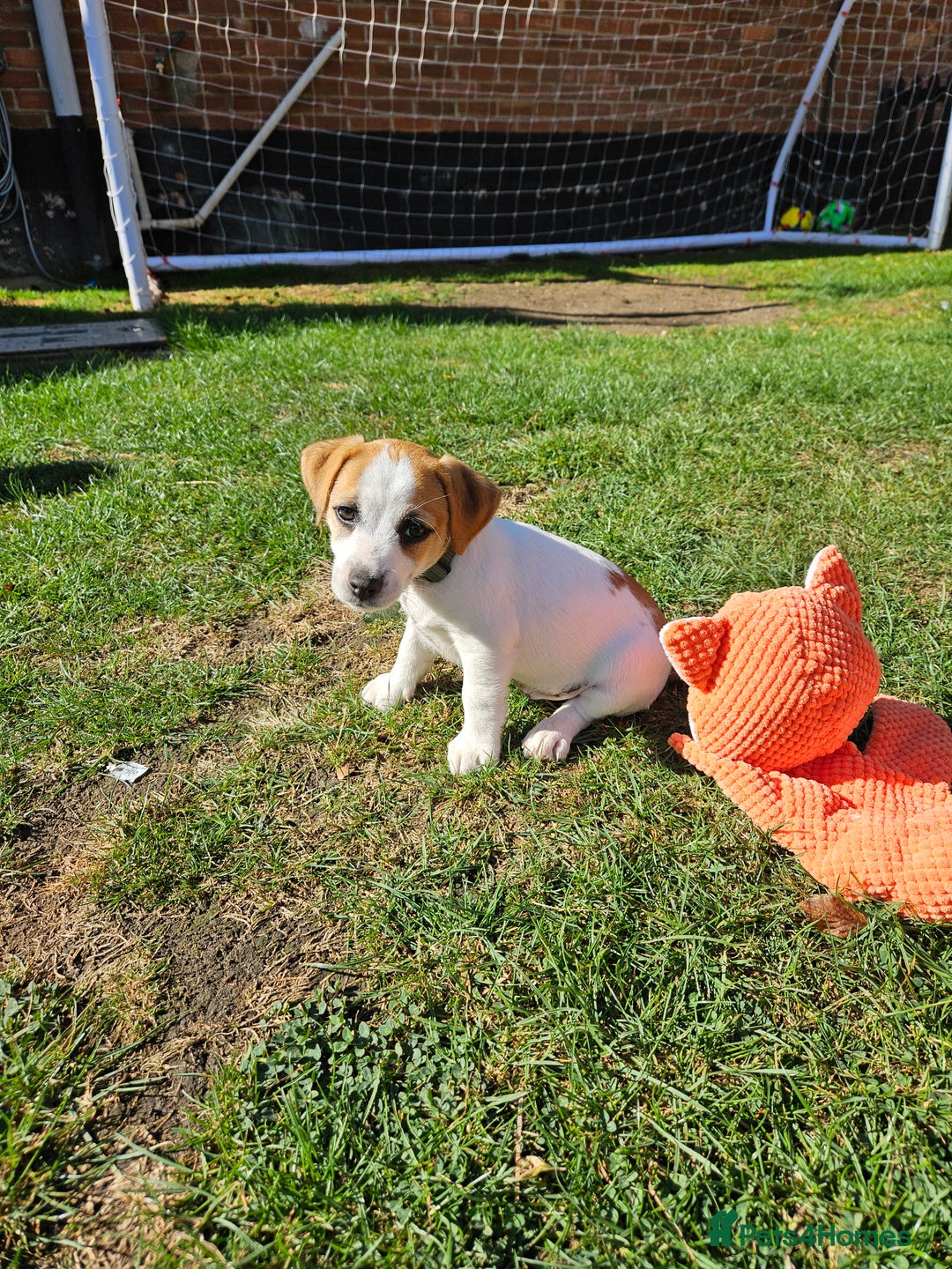 Jack Russell dogs for sale: Ladt puppy left - Image 6