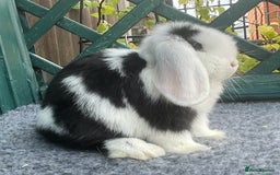 Mini Lop rabbits for sale: Mini Lop Black Extreme Doe - Image 6