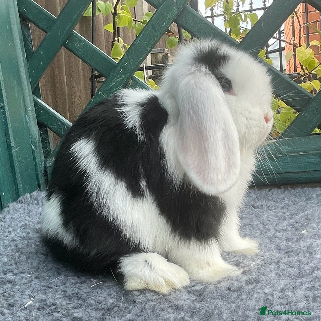 Mini Lop rabbits for sale: Mini Lop Black Extreme Doe - Image 6