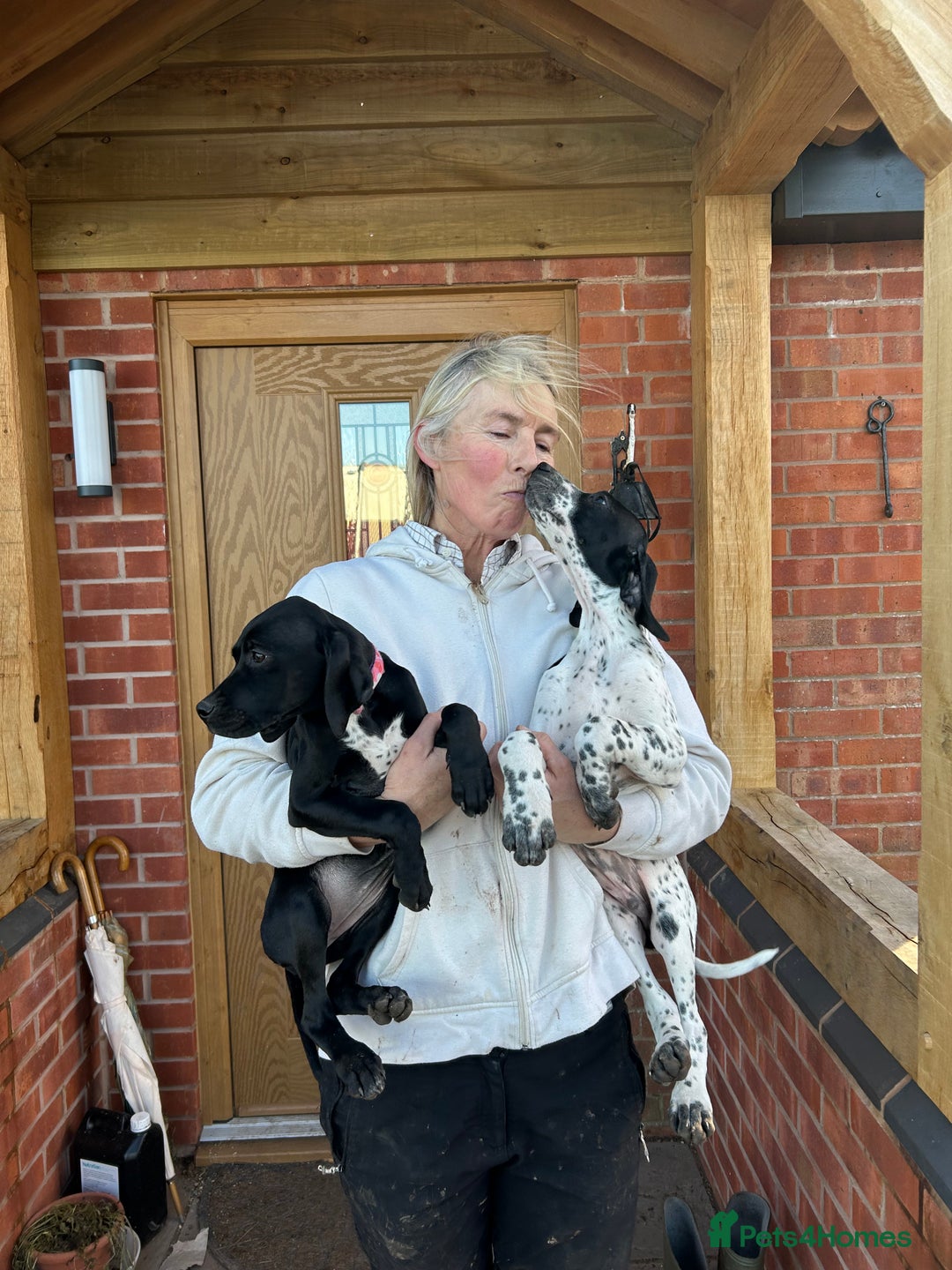 Pointer dogs for sale:  Black bitch available. - Advert 17