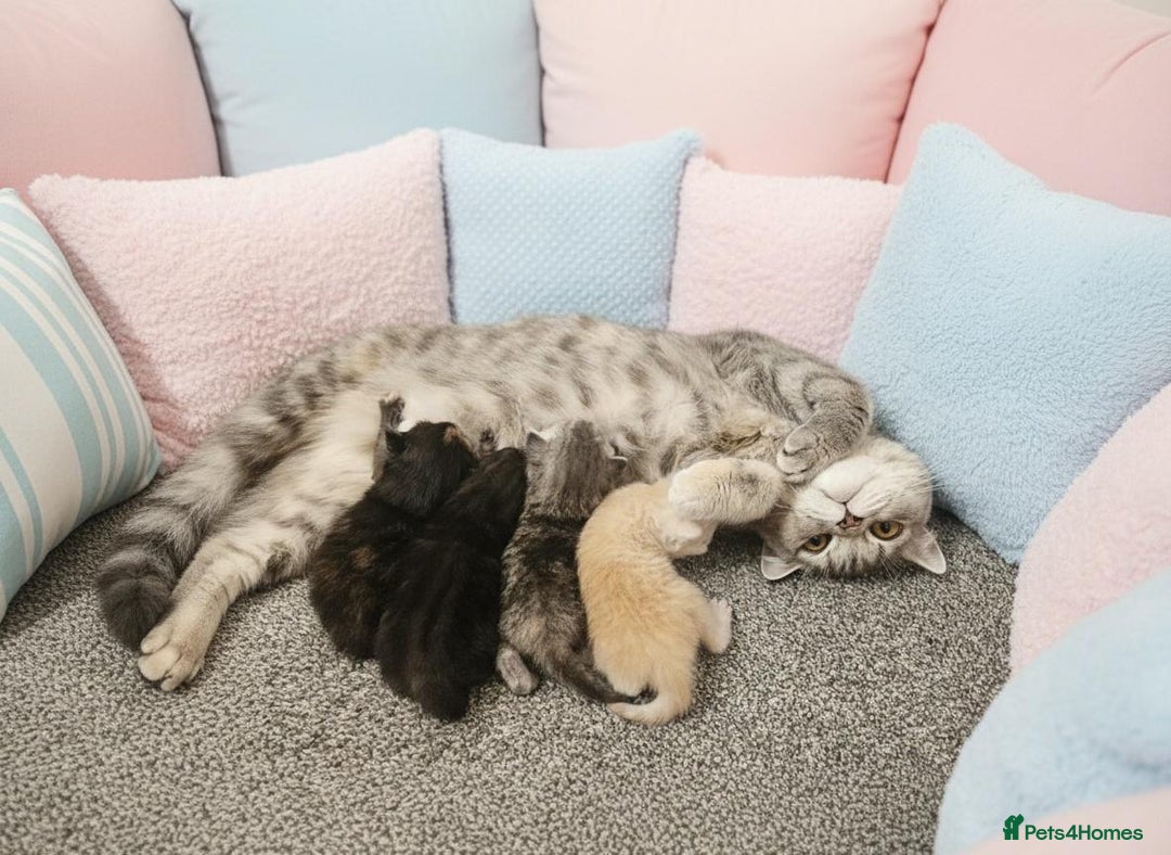 Scottish Fold cats for sale: Adorable Scottish fold Straight Ears Kittens  - Image 39