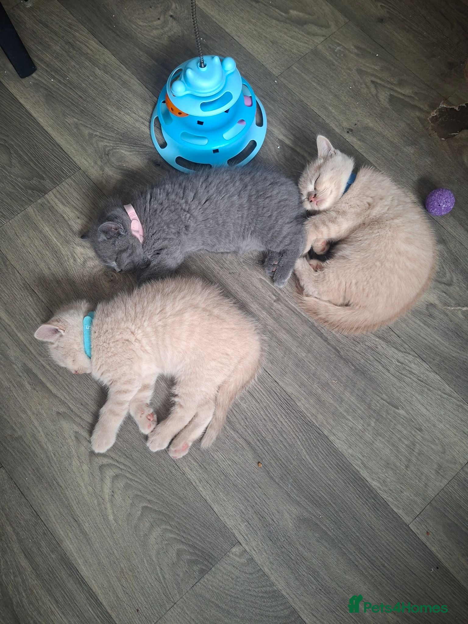 British Shorthair cats 🩷 Outstanding Quality Chunky GCCF Pedigree BSH 💙 - Advert 2