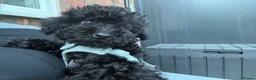 Miniature Poodle dogs for sale: Miniature Poodle- Waltham Abbey  - Advert 9