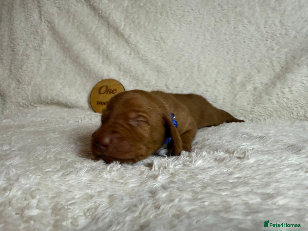 Hungarian Vizsla dogs for sale: KC registered Hungarian Viszla puppies - Advert 16