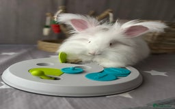 Angora rabbits for sale: Full Faced Angora picked for temprement - Image 5
