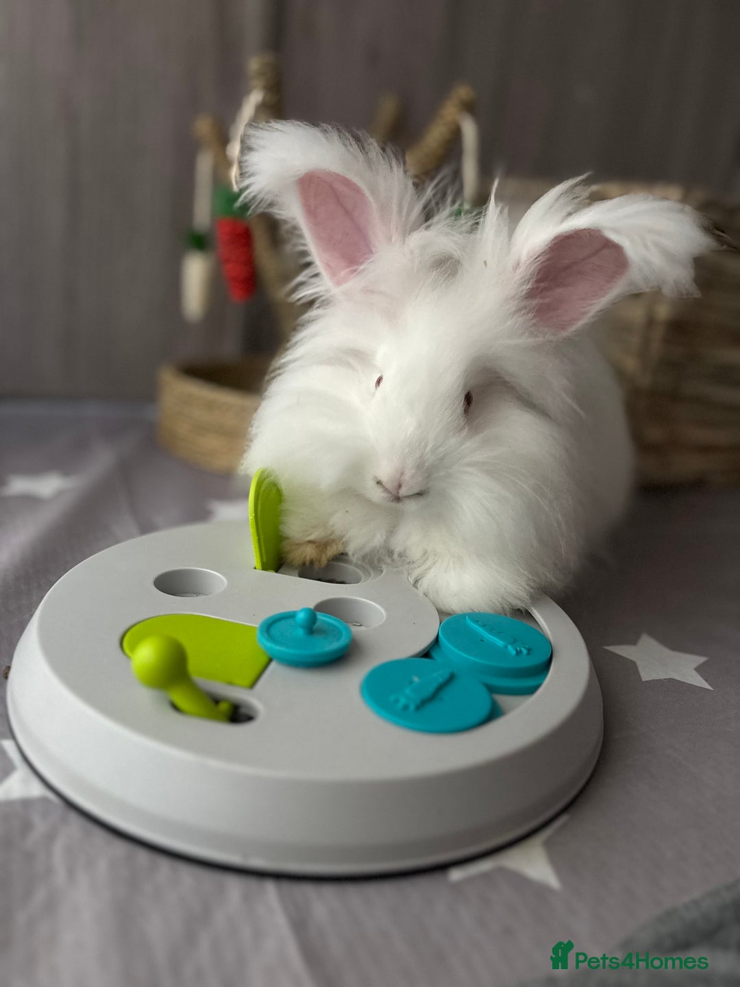 Angora rabbits for sale: Full Faced Angora picked for temprement - Image 5