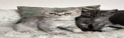 British Shorthair cats for sale: British shorthair kittens  - Advert 3