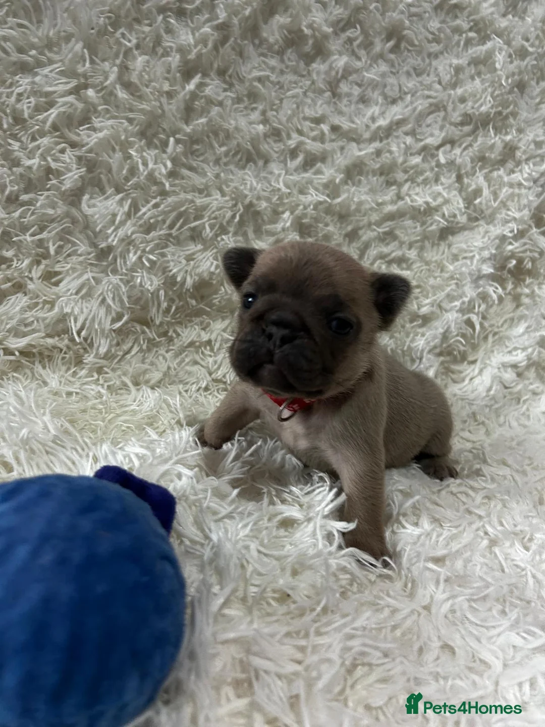 French Bulldog dogs for sale: French Bulldog puppies  - Advert 12