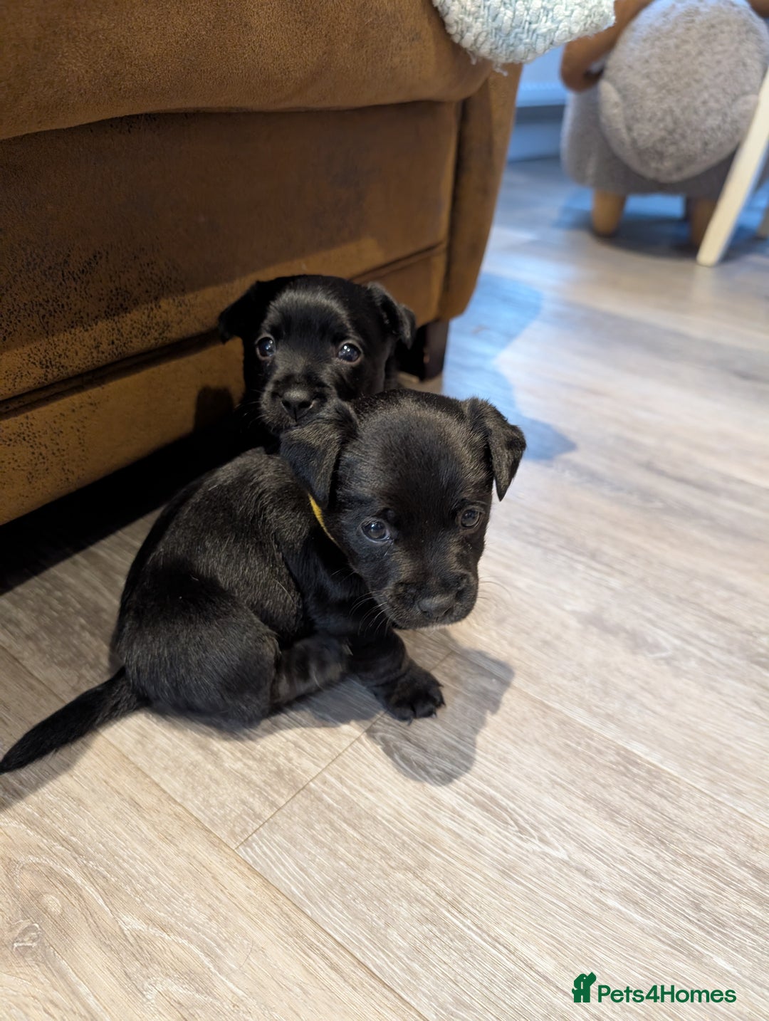 Jack Russell dogs for sale: Black jack Russell puppies  - Image 1