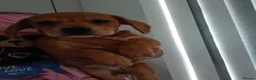Chiweenie dogs for sale: Stunning chiweenies ready - Advert 13