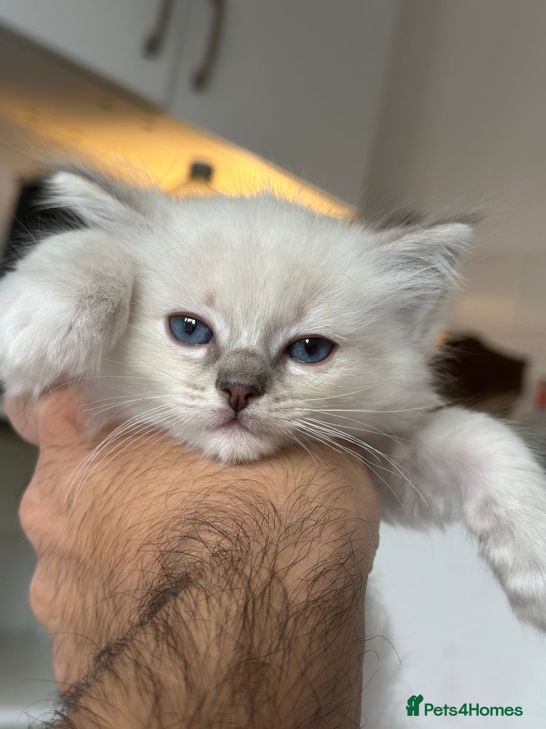 Ragdoll cats for sale: Gorgeous Rare White boy and blue mitted boy  - Image 10
