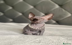 Sphynx cats for sale: Canadian sphinx kittens blue eyes girls  - Image 10