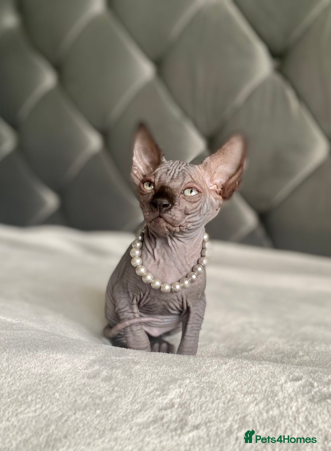 Sphynx cats for sale: Canadian sphinx kittens blue eyes girls  - Image 10