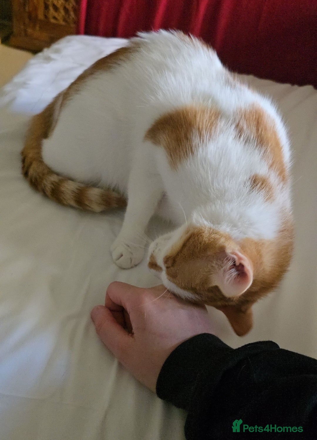 Mixed Breed cats for adoption: [Indoors Only] Kitkat and Eevee! Affectionate pair - Image 7