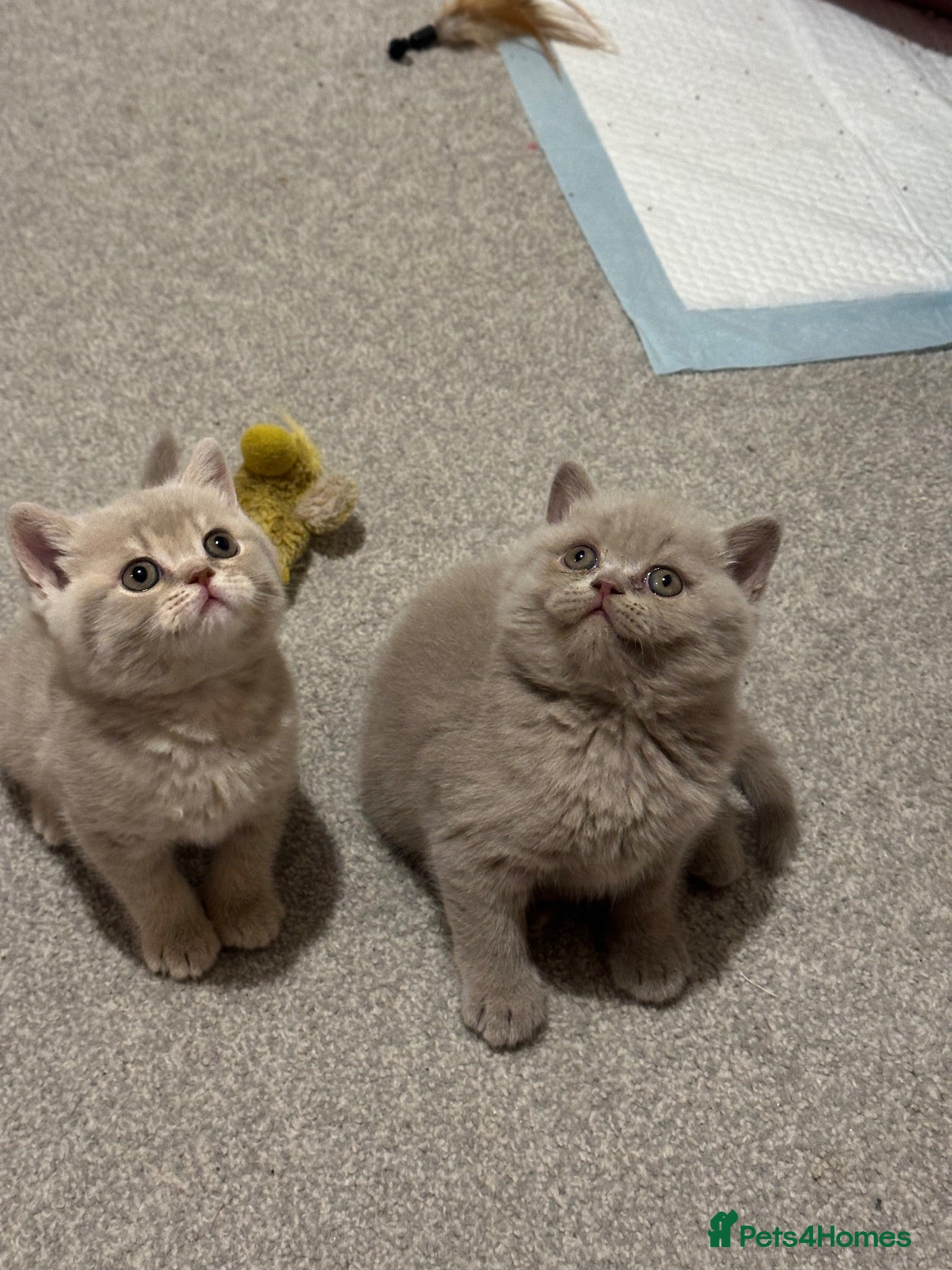 British Shorthair cats Show quality kittens BSH - Advert 1