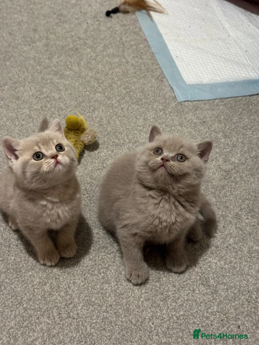 British Shorthair cats for sale: Show quality kittens BSH - Advert 1