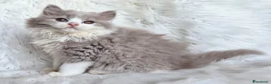 Lilac bi longhaired 