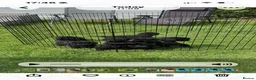 Cockapoo dogs for sale: Cockapoo puppies in Nottingham - Advert 8