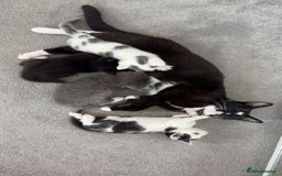 British Shorthair cats for sale: Gorgeous kittens for sale  - Image 6