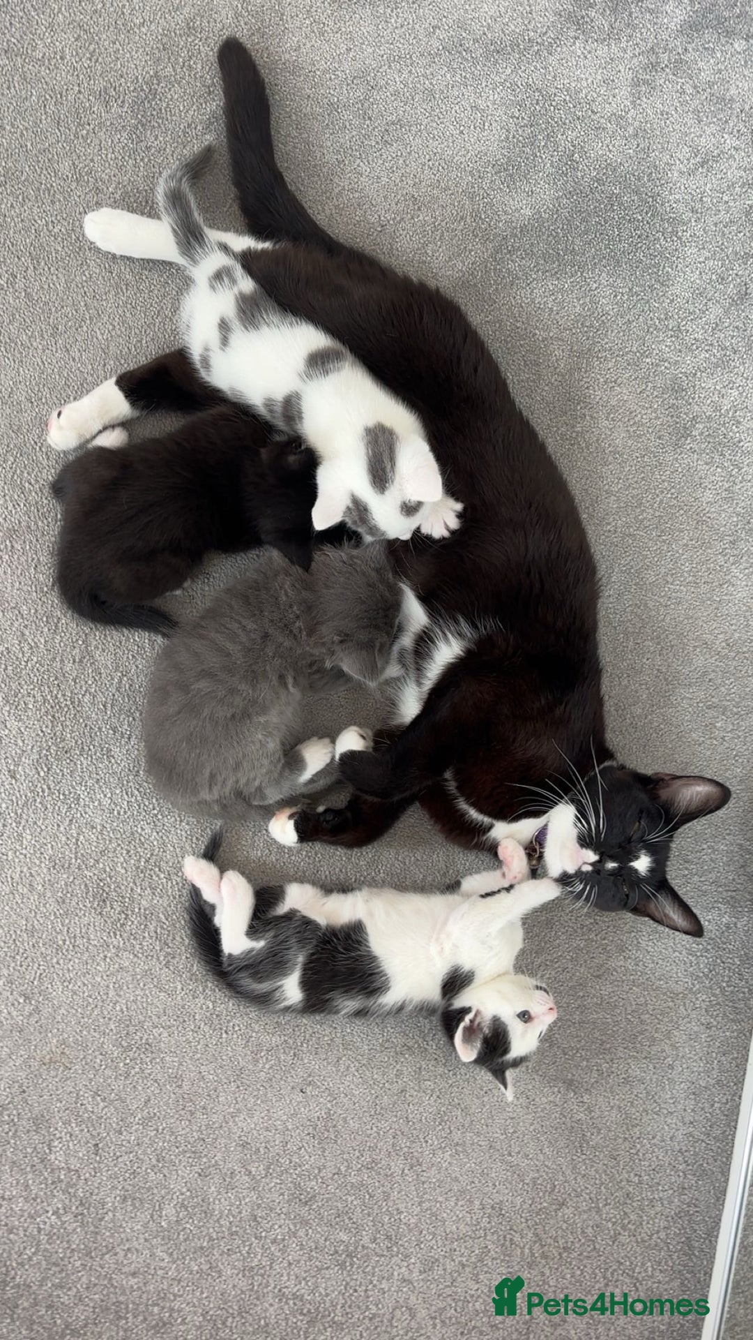 British Shorthair cats for sale: Gorgeous kittens for sale  - Image 6