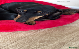 Miniature Dachshund dogs for sale: Miniature Dachshunds  - Image 2