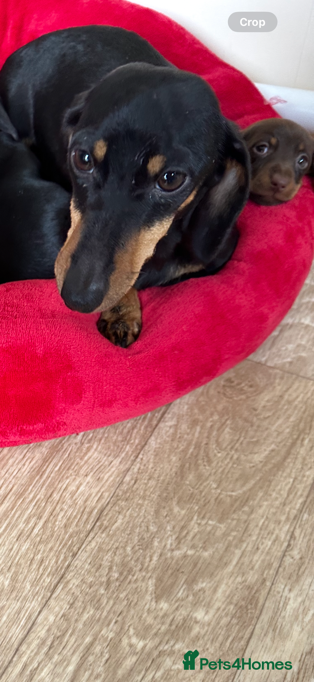 Miniature Dachshund dogs for sale: Miniature Dachshunds  - Image 2