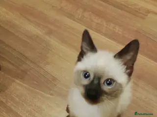 Siamese cats (1 Left)beautiful Kitten Lokking forever Home 🏡❤️ - Advert 2