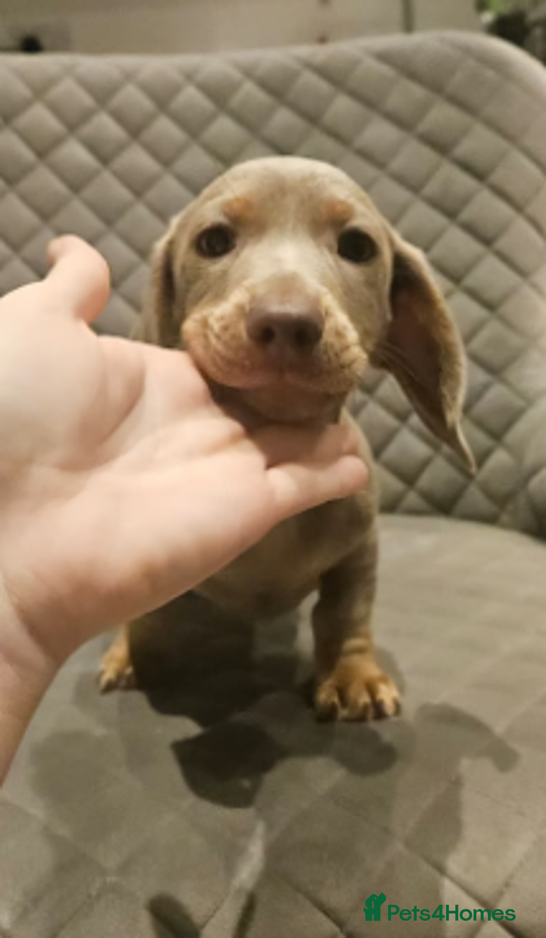 Miniature Dachshund dogs for sale: Adorable Mini Dachshund Puppies for Loving Homes - Image 5