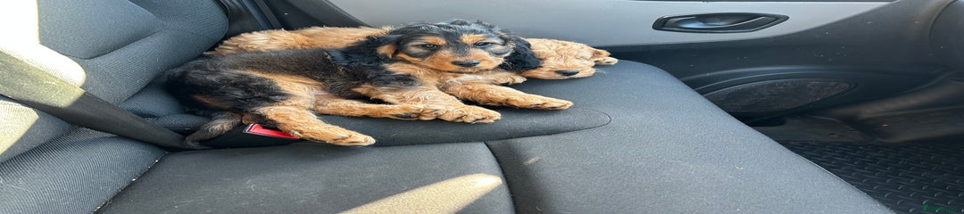 Cockapoo Puppy 1