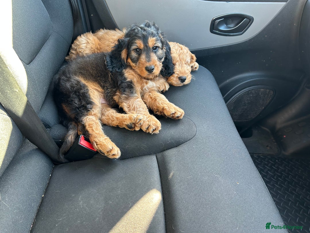 Cockapoo dogs for sale: STUNNING COCKAPOO - Image 2