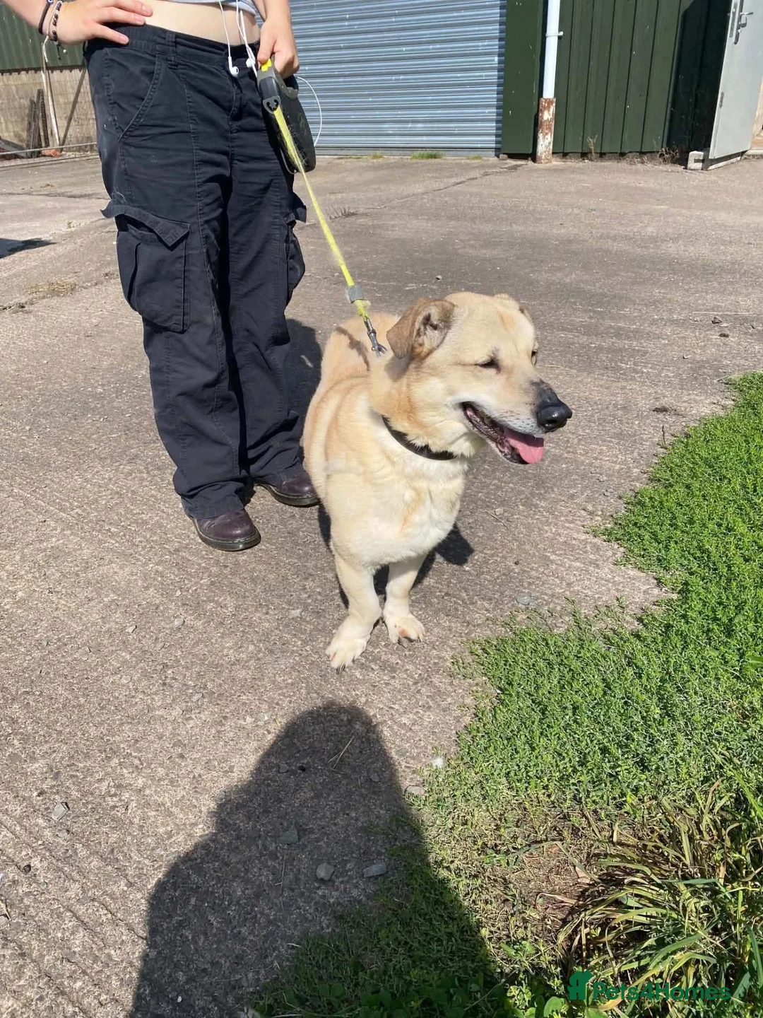Mixed Breed dogs for adoption: ❤️ TOMMY in Lockerbie - Advert 2