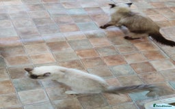 Ragdoll cats for sale: 8 beautiful Ragdoll cats - Image 9