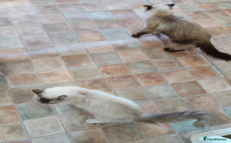 Ragdoll cats - Advert 2