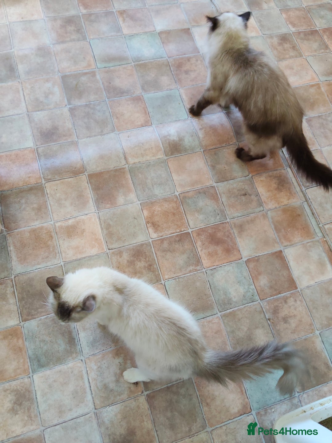 Ragdoll cats for sale: 8 beautiful Ragdoll cats - Image 9