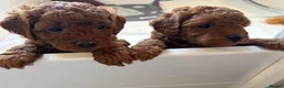 Labradoodle dogs for sale: Toy/mini multigenerational F2BB labradoodles  - Advert 14