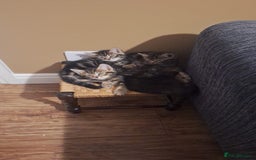 Russian Blue cats for sale: Intelligent & Balanced Russian Blue Cross Kittens - Image 4