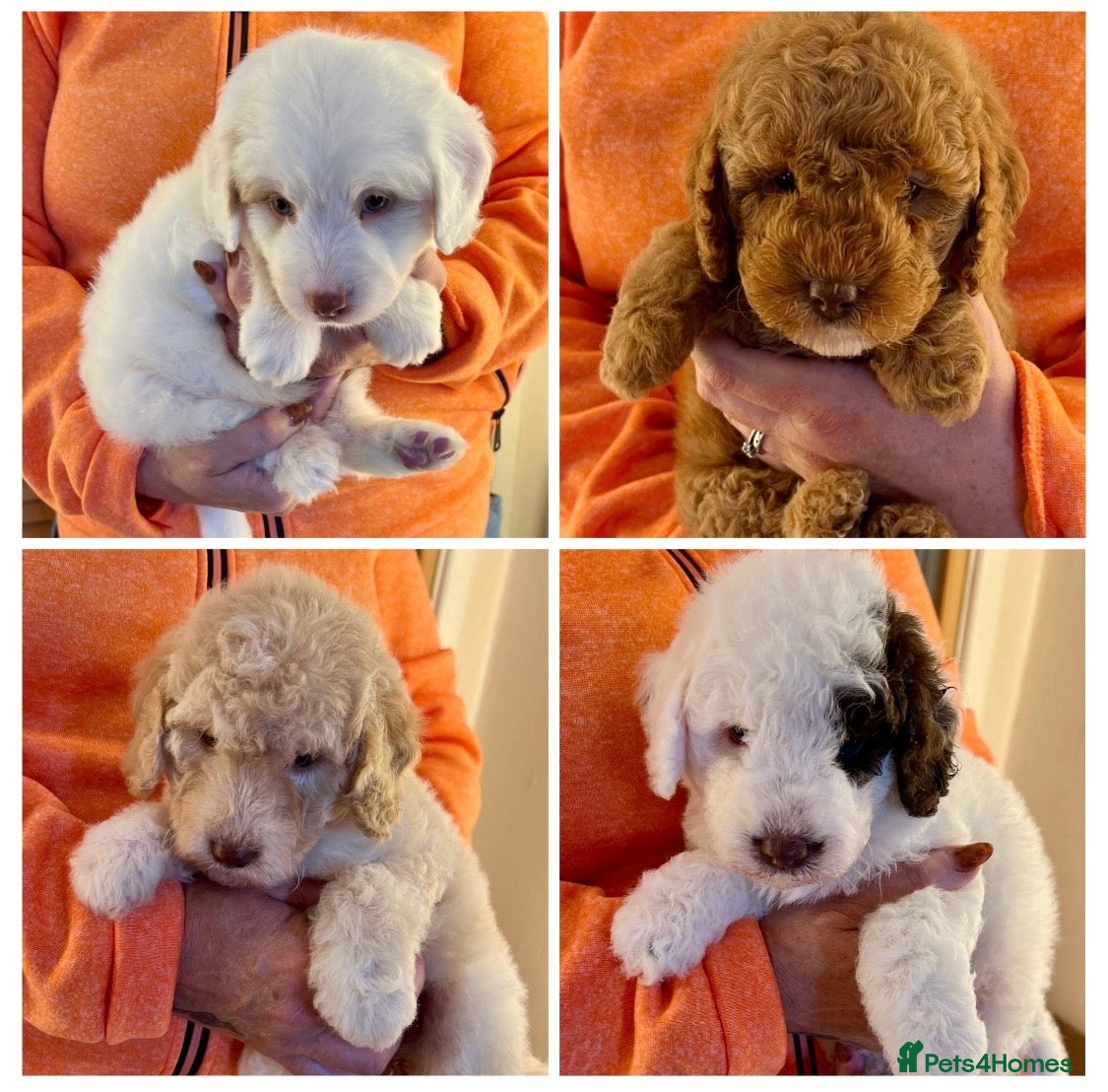 Labradoodle dogs READY NOW! Labradoodles F1b Health tested parents  - Advert 2