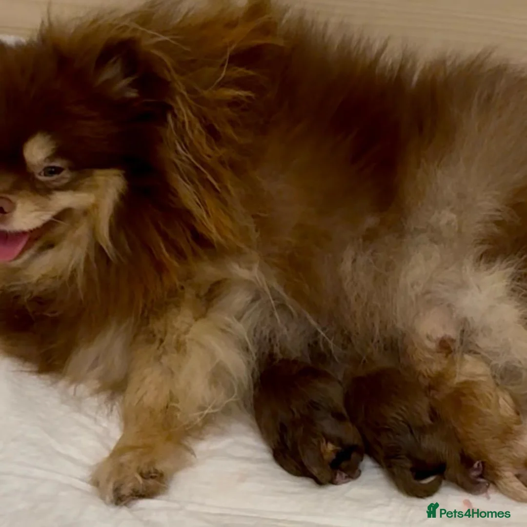 Pomeranian dogs for sale: Adorable Pomeranian Puppies - Advert 2