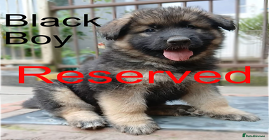 German Shepherd dogs - Advert 7