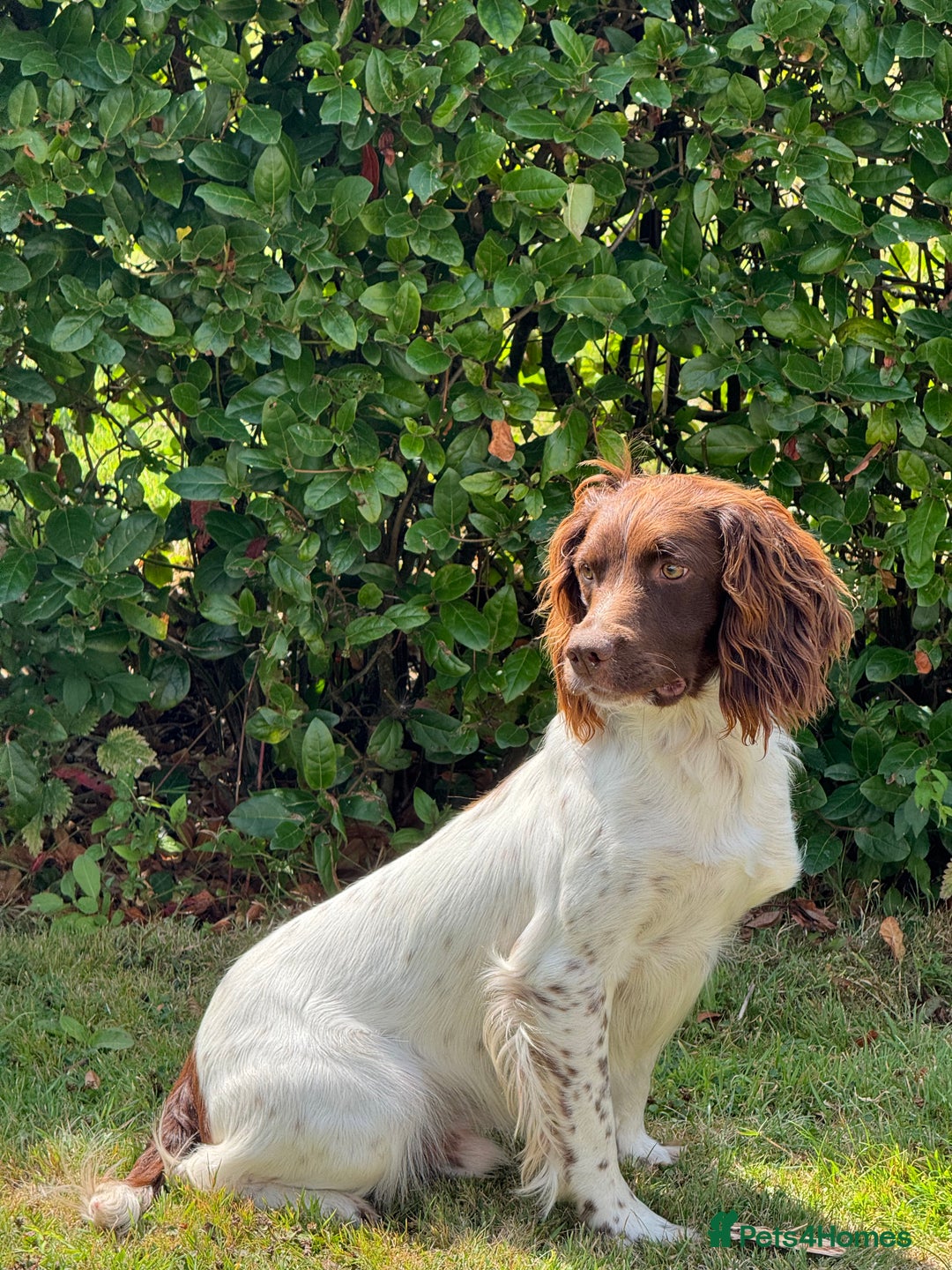 English Springer Spaniel dogs for sale: READY TO GO KC REG ESS PUPPIES - Image 23
