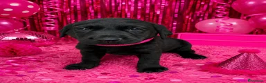 Hot pink 