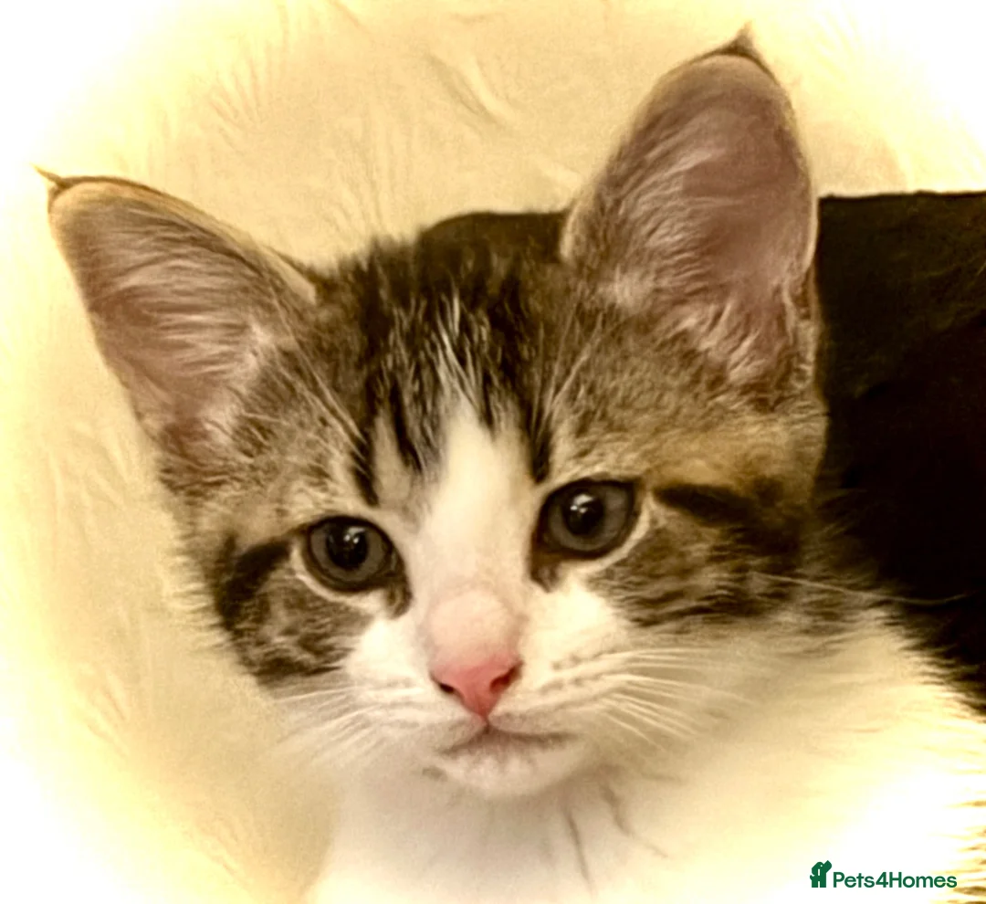 Mixed Breed cats for sale: Bonded pair of Tabby Kittens, Sulley and Boo. - Advert 2