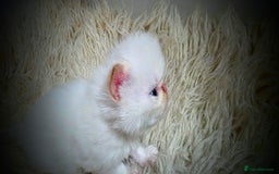 Persian cats for sale: Beautiful and Rare Purebred Persian Kittens - Image 10