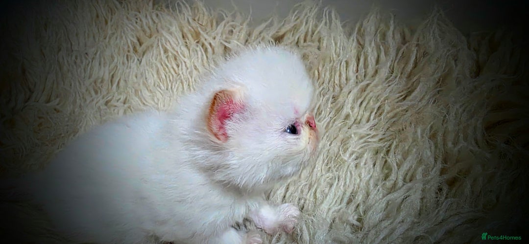 Persian cats for sale: Beautiful and Rare Purebred Persian Kittens - Image 10